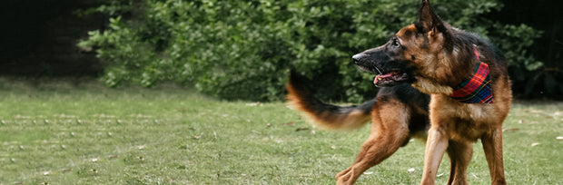 Premium Dog Leashes & Collars